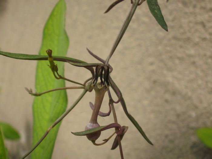 Ceropegia linearis subsp. debilis