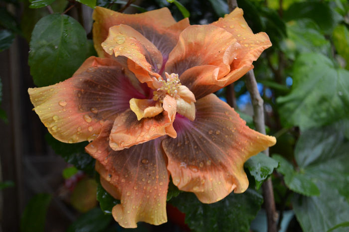 DSC_3075 - aaa-Hibiscus 2013