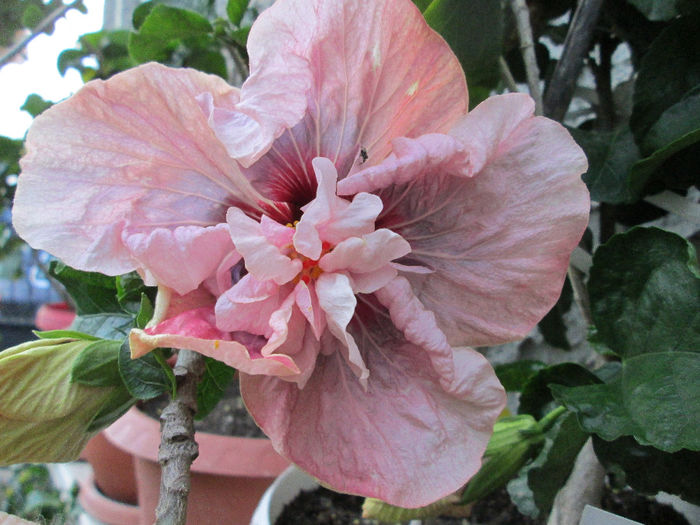 hibiscus - septembrie 2013