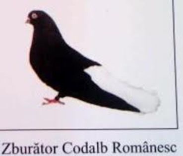 3 Zburatorul codalb romanesc - Rase romanesti omologate de Comitetul European