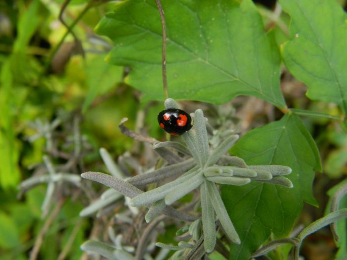 DSCN1693 - INSECTE IN MEDIUL NATURAL