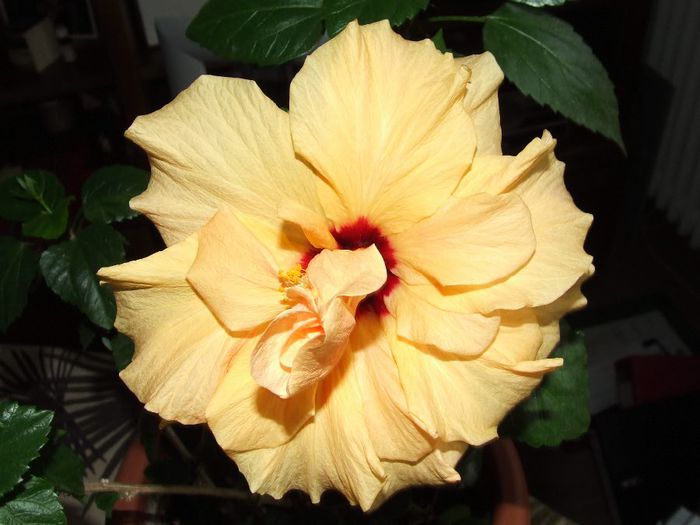  - Hibiscus