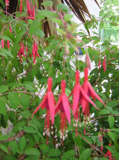  - Fuchsia-Onagraceae