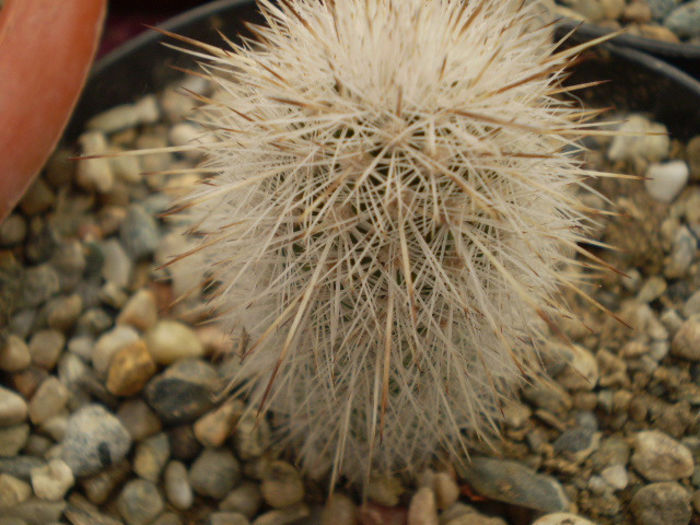 ECHINOCEREUS NIVOSUS