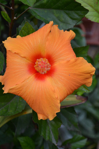 DSC_3439 - aaa-Hibiscus 2013