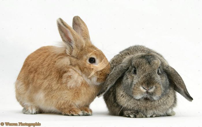 23789-Sandy-Lionhead-cross-and-agouti-Lop-rabbits-white-background - superfauna