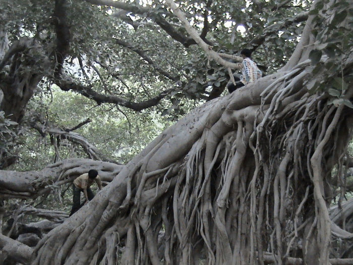 Ficus-bengalensis - Arbori ciudati