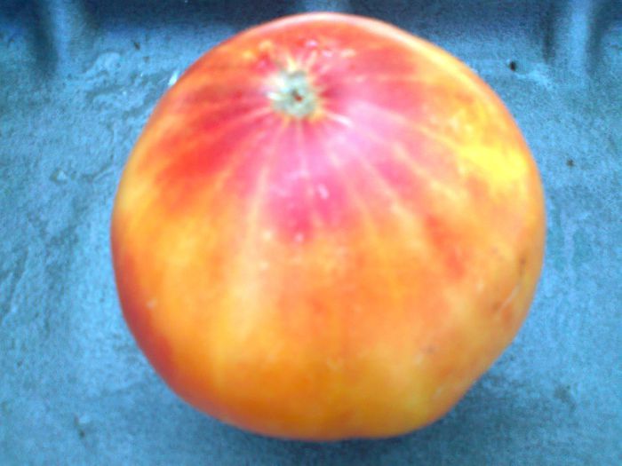 MR. STRIPEY 1765 - 11 TOMATE-ROSII- HEIRLOOM SOIURI TRADITIONALE PURE DE ORIGINE BIO ALBUM 11