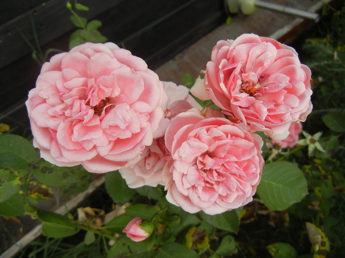 Rose Pleasure (2013, July 26)