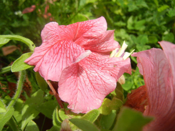 Pink petunia, 12jun2013