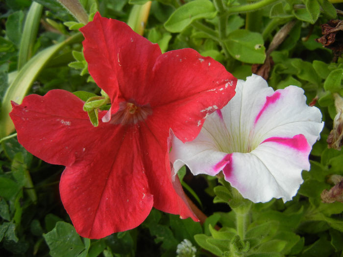 Petunias, 20jun2013