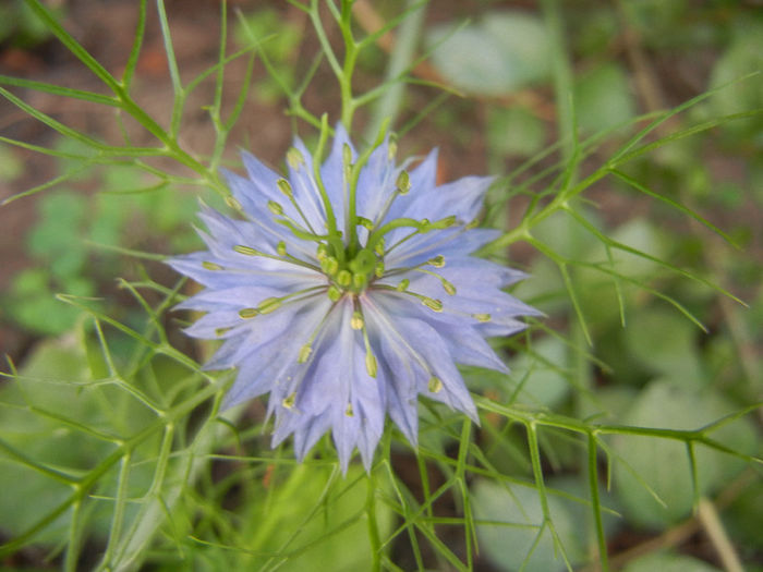 Nigella damascena (2013, June 23) - NIGELLA Damascena