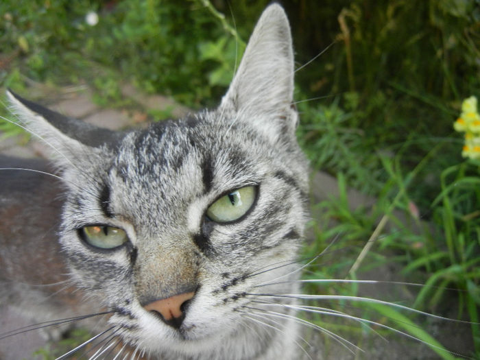 Curious cat, 07jul2013 - CATS_Pisici