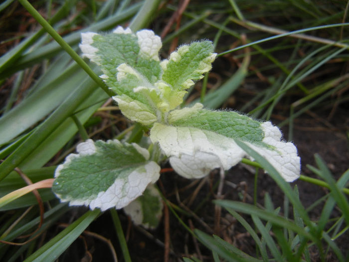 Pineapple Mint (2013, May 26)
