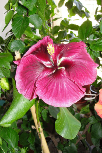  - Hibiscus Gommer 2