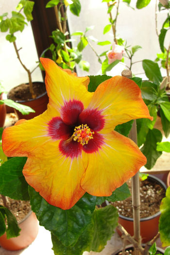 hibiscus Mis Behavin - Hibiscus Gommer 2