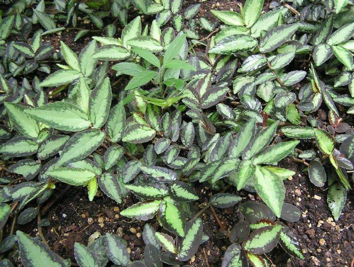 51pellioia repens