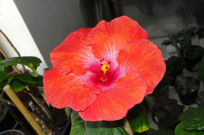  - Hibiscus Gommer 2