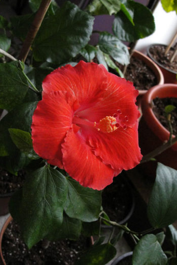 Moorea Rita - Hibiscus Gommer 2