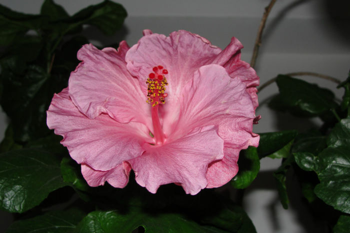  - Hibiscus Gommer 2