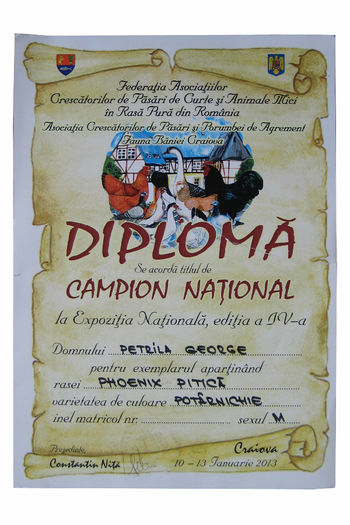 Diploma - Rezultate Expozitie