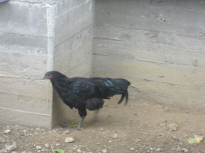 CIMG5706 - 6 Australorp  5 luni