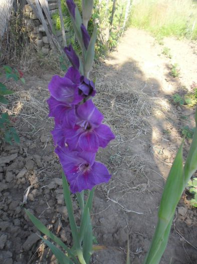 Gladiole mix Olanda 1