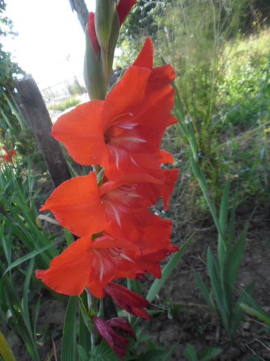 Gladiole mix Olanda 3