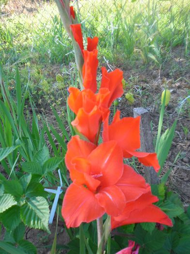 Gladiole mix Olanda 4