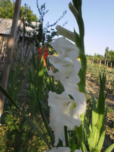 Gladiole mix Olanda 7