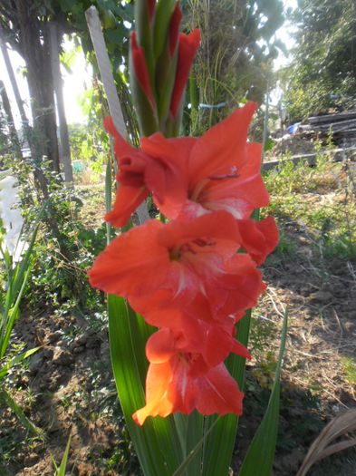 Gladiole mix Olanda 10