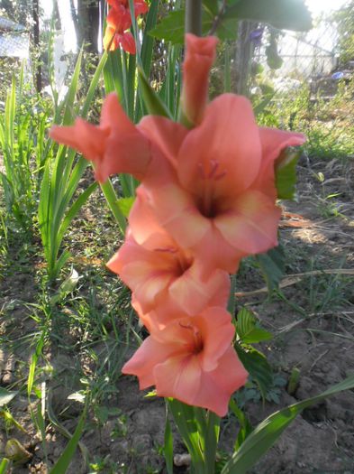 Gladiole mix Olanda 11