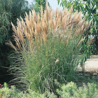 grasses_assorted_miscanthus_new_hybrids_2