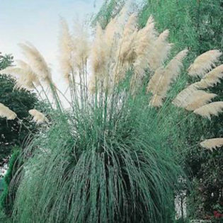 grasses_assorted_pampas_grass_white_feather_2