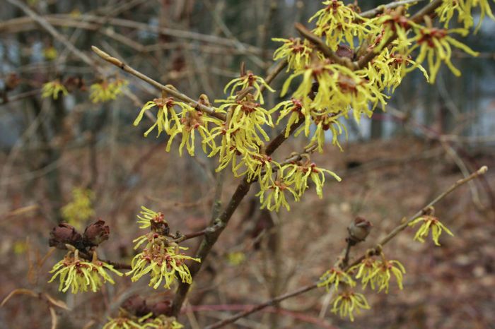 hamamelis4-095