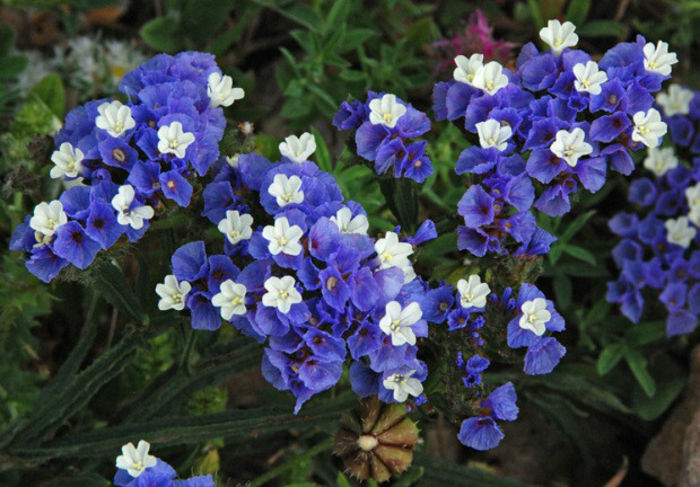 limonium-sinuatum-flowers1