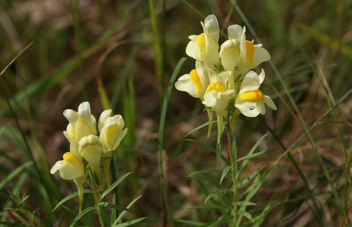 linaria-vulgaris