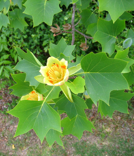 Liriodendron_tulipifera_with_persisting_seed_scales_web