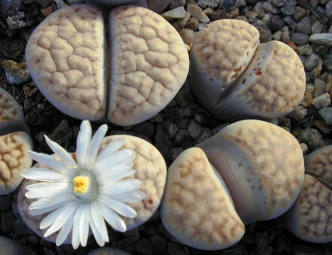 lithops-living-stones