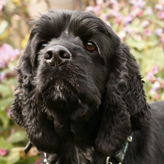 AmericanCockerSpaniel