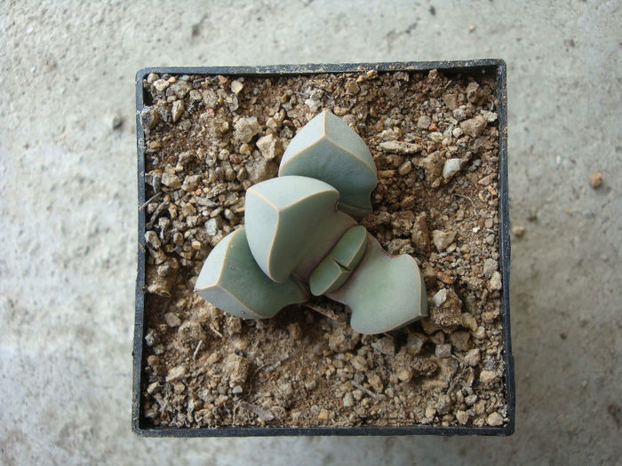 Lapidaria margaretae (Schwantes) Dinter & Schwantes 1927; Origine: Namibia (sud, zona Warmbad), Africa de Sud (Cape Provincia de Nord) suporta pana la -4 °
