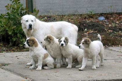 Central_Asian_Shepherd_Dog_-_Vagshi_Kara_Yulduz