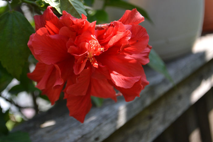 DSC_3447 - aaa-Hibiscus 2013