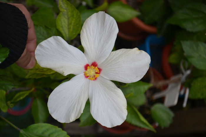 DSC_3496 - aaa-Hibiscus 2013