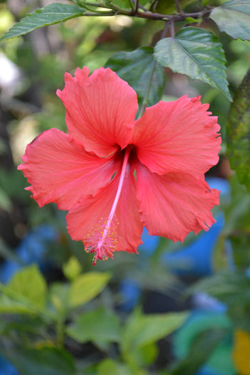 DSC_3510 - aaa-Hibiscus 2013