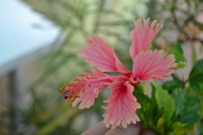 DSC_3616 - aaa-Hibiscus 2013