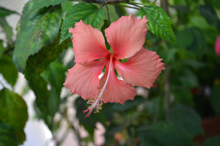 DSC_3864 - aaa-Hibiscus 2013