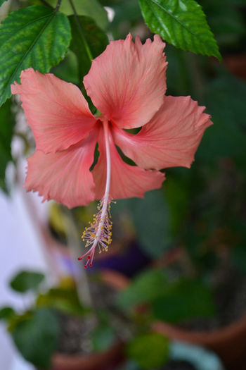 DSC_3865 - aaa-Hibiscus 2013