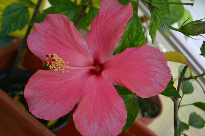 DSC_3868 - aaa-Hibiscus 2013