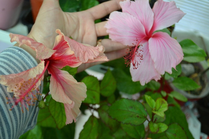 DSC_3872 - aaa-Hibiscus 2013